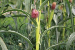 하나되어 개혁하는 교회